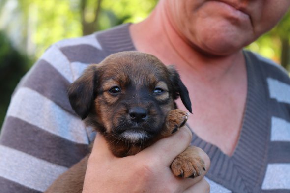 "Хвост-фест", Винница 2019 "Хвост-фест", Винница 2019