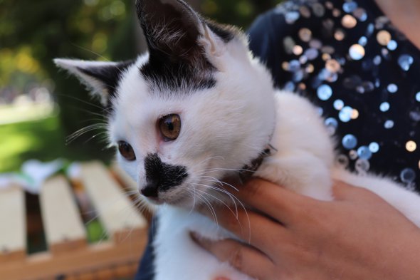 "Хвост-фест", Винница 2019 "Хвост-фест", Винница 2019