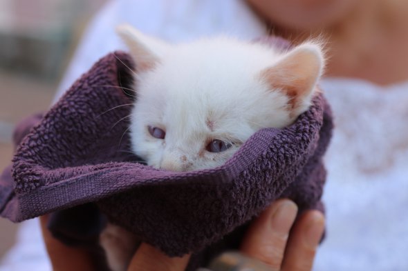 "Хвост-фест", Винница 2019 "Хвост-фест", Винница 2019