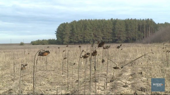 В 50 километрах от столицы простаивало чистое поле и его не против были отдать переселенцам