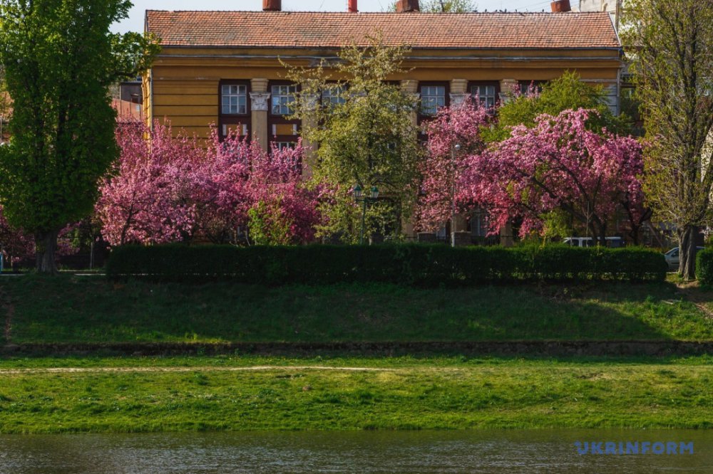 В сусідньому Ужгороді зацвіли сакури: фоторепортаж