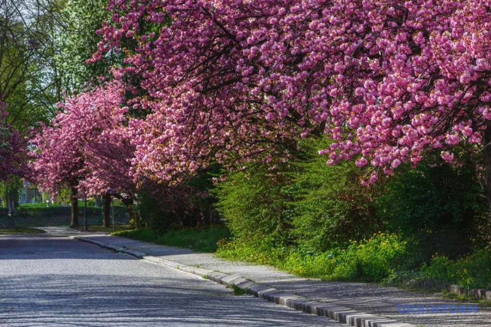 В сусідньому Ужгороді зацвіли сакури: фоторепортаж