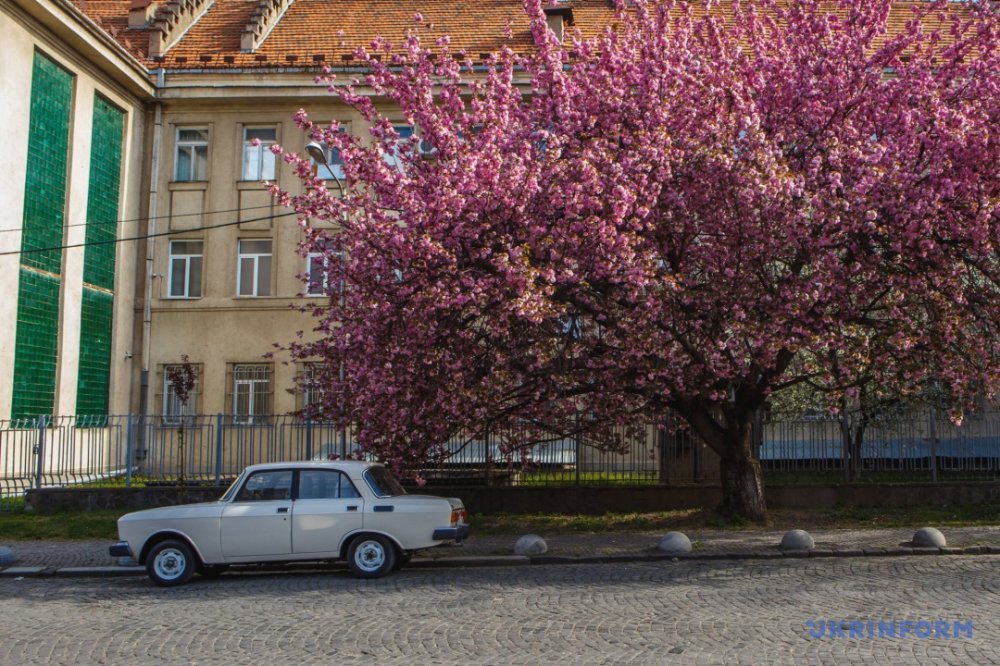 В сусідньому Ужгороді зацвіли сакури: фоторепортаж