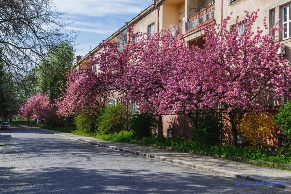 В сусідньому Ужгороді зацвіли сакури: фоторепортаж