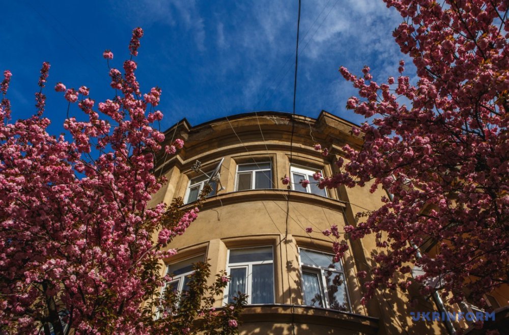 В сусідньому Ужгороді зацвіли сакури: фоторепортаж