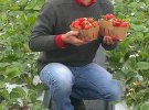 Богдан Лутчин встановив іспанські теплиці і збирає полуницю до морозів