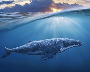 Зоологи обнаружили ранее неизвестный вид китов