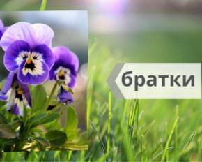Братчики й косарик - як українською правильно назвати квіти