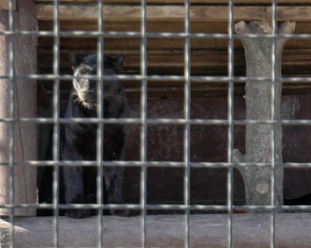 Новости Полтавщины: свидетель рассказала впечатляющие подробности нападения пантеры на мужчину - Vimarsana News