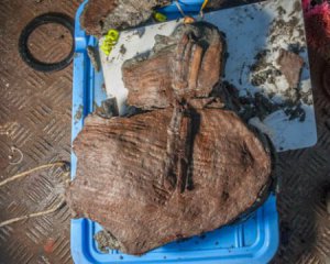 Древние фрукты и амфоры выловили в море - им по 2,3 тыс. лет