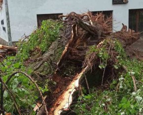 Подтопленные дома и поваленные деревья: непогода наделала бед в восьми областях
