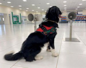 Covid-хворих в аеропортах виявляють службові собаки
