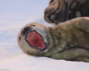 Краля и Пенола: украинские полярники растрогали соцсети фото и видео новорожденных тюленей
