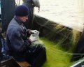"Пацаны, ну что вы там? Погнали!" - как сетями "таскают" судаков и синцов на самом большом водохранилище Украины