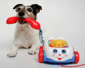 Відеодзвінок господарю: розробили перший у світі собачий телефон