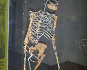 Нашли первый скелет женщины-австралопитека