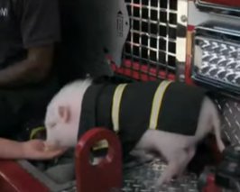 Пожарные взяли на службу свинью и сшили ей униформу
