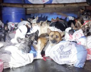 Более 50 собак спасли от бойни ради еды