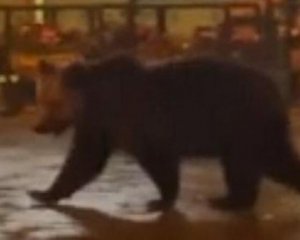Медведь залез в пекарню в центре городка, чтобы полакомиться сладостями
