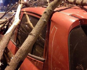 Повалені дерева й світлофори: Харковом пронісся руйнівний буревій