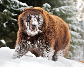 В Карпатах медведи передумали впадать в спячку: фото косолапых