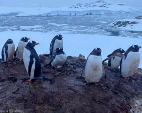 Украинские полярники показали, как пингвины &quot;маршируют&quot; к океану