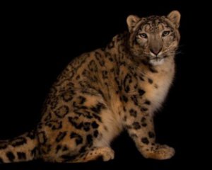 Сovid-19 вбив зіркового сніжного леопарда