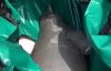 Люди 20 днів готувалися до спецоперації з порятунку дельфіна: момент потрапив на відео