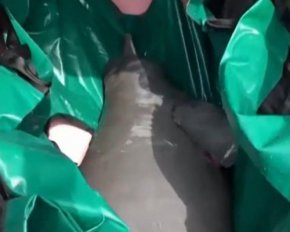 Люди 20 дней готовились к спецоперации по спасению дельфина: момент попал на видео