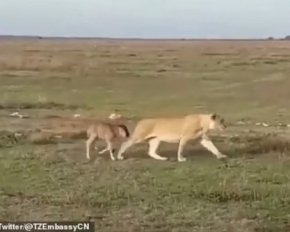 Опубликовали удивительные кадры как львица заботиться о детеныше антилопы гну