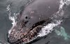 Украинские полярники показали невероятные фото китов-горбачей
