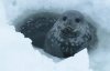 Украинские полярники записали уникальное "пение" тюленей