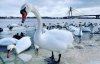 Киевскую набережную заполонили "милые и доверчивые" лебеди: фото пернатых