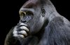В зоопарке умер самый старый в мире самец гориллы