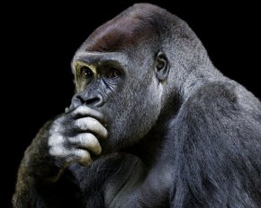 В зоопарке умер самый старый в мире самец гориллы