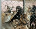 Кусюча Бусінка, Паламаш та Шанель із лісу: як живуть тисячі викинутих собак і котів у найбільшому притулку України