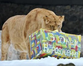 В Киеве львы приглашают на празднование своего 13-летия: яркие фото &quot;застолья&quot;