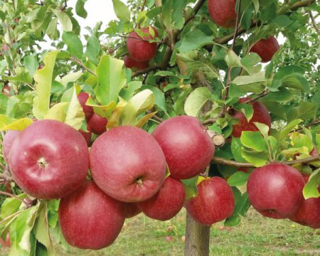 Схема посадки яблунь на городині