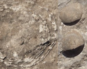 Археологи знайшли унікальне яйце динозавра