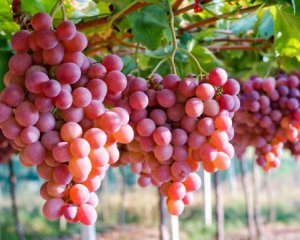 Quali malattie sono curate dall'uva: consigli preziosi