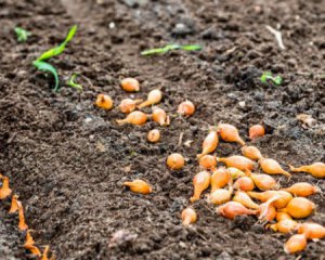 Поради для садівників: що покласти в лунку при посадці цибулі?