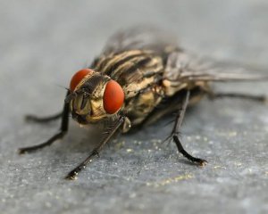 Причини, по яких мухи так люблять їжу
