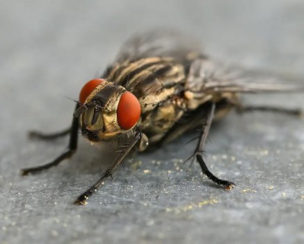 Использование натуральных репеллентов против мух