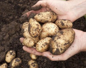 Коли і як цього року копати картоплю: поради та місячний календар