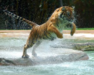 Качка перемогла величезного тигра