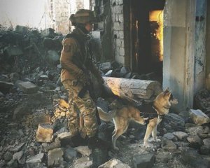 "Бублик искать": показали, как проходят тренировки саперов с собаками