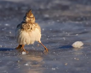 Медики рассказали, как правильно падать во время гололеда