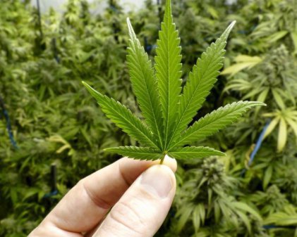 Что будет если съесть марихуану запрещены ли семена конопляные в россии