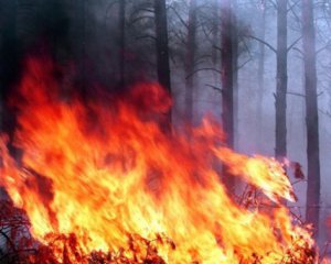 На Чернігівщині горіло 40 га парку