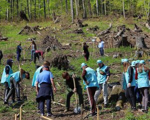 В Україні почали масово засаджувати зруйновані ліси
